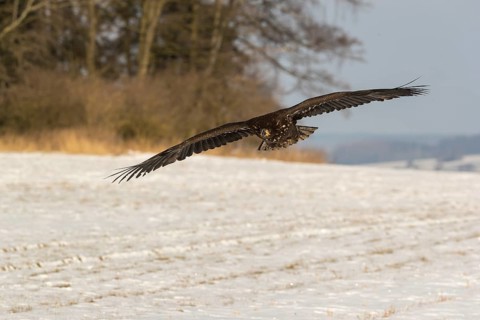 One white-tailed eagle (Haliaeetus albicilla) flying over a snow covered field in bright sunlight