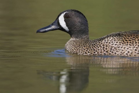 Blue-winged Teal (Spatula discors) male, Texas, USA