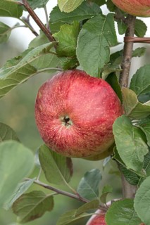 Apple (Malus domestica 'Altländer Pfannkuchenapfel'), Bundessorteamt, Germany