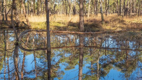 View of a pond with reflecting vegetation in the moor adventure trail, Otternhagener Moor, Resse,