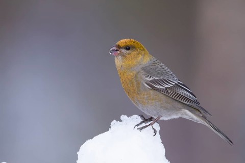 Pine Grosbeak - Hakengimpel - Pinicola enucleator, Finland