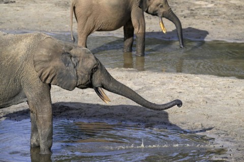 African forest elephant (Loxodonta cyclotis) in the Dzanga Bai forest clearing, Dzanga-Ndoki