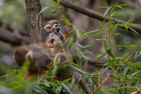 One female Central American squirrel monkey, Saimiri oerstedii, carrying her baby. Green vegetation