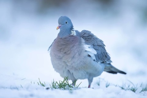 Wood pigeon (Columba palumbus) adult garden bird on snow in winter, England, United Kingdom