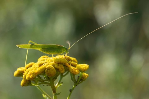 Common sickle scare, grasshoppers, Phaneroptera falcata, sickle scare, ensifera, grasshoppers,