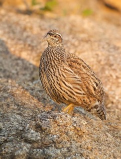 Hartlaub's Spurfowl (Pternistis hartlaubi), Erongo, Namibia