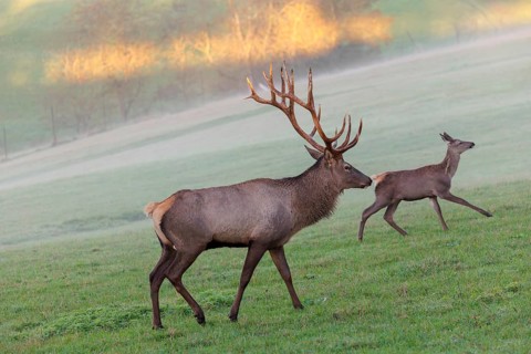 An Altai maral stag, Altai wapiti or Altai elk (Cervus canadensis sibiricus) and a young hind cross
