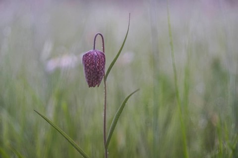 Snake's Head Fritillary (Fritillaria meleagris), Lower Saxony, Germany