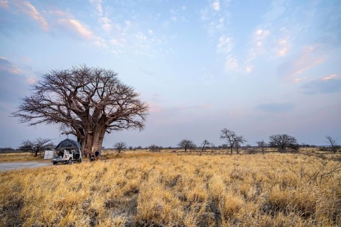 Off-road vehicle with roof tent on a campsite with baobab, Nxai Pan National Park, Botswana