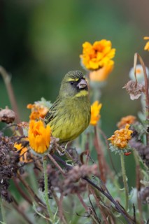 Black-chinned Seedeater (Crithagra scotops), Forest Seedeater, adult, male, foraging, on the