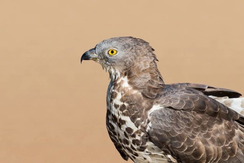 European Honey Buzzard (Pernis apivorus), Eilat, Israel