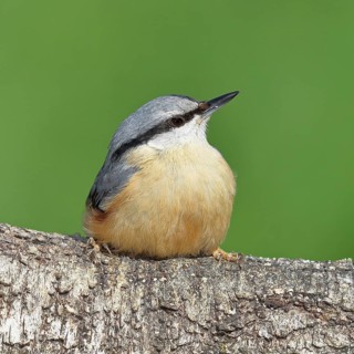 Nuthatch (Sitta europaea) sitting on a fallen birch trunk, Animals, Birds, Siegerland, North