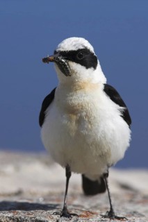 Black-eared Wheatear (Oenanthe hispanica) male, Lesvos, Greece