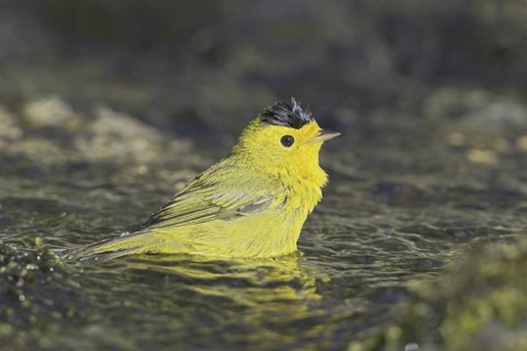 Wilson's Warbler (Cardellina pusilla) male bathing, British Columbia, Canada