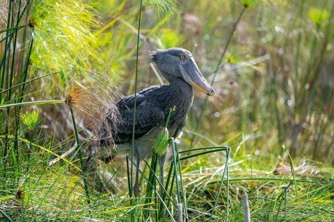 Shoebill (Balaeniceps rex), juvenile between papyrus in the swamps of Mabamba, Lake Victoria,