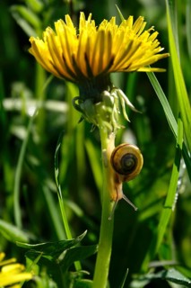 Dandelion flower with small snail, spring, Germany