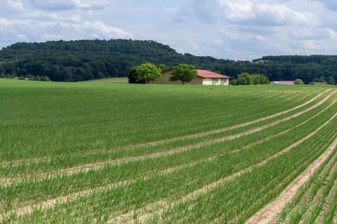 Young leek in field, (Allium porrum), Baden-Württemberg, Germany