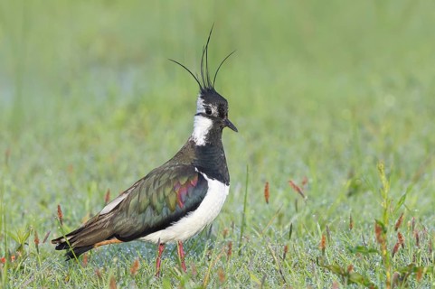 Northern Lapwing (Vanellus vanellus), breeding plumage, foraging in a meadow, morning dew,