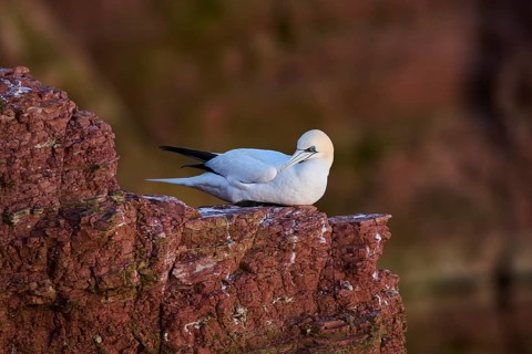 Northern gannet (Morus bassanus) sitting on the cliff with the sea in the background, wildlife,