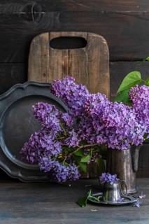 Charming arrangement of lilac flowers in a metal vase against rustic wood. The vibrant purple hues