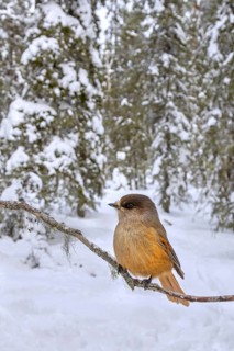 Siberian jay (Perisoreus infaustus, Corvus infaustus) perched in spruce tree in snow covered taiga