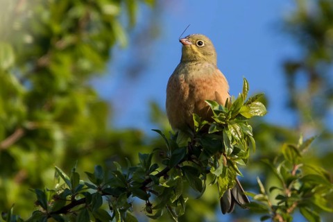 Ortolan Bunting (Emberiza hortulana) male feeding on an insect, Thuringia, Germany