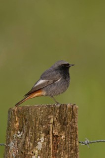 Black Redstart (Phoenicurus ochruros) male, Schleswig-Holstein, Germany