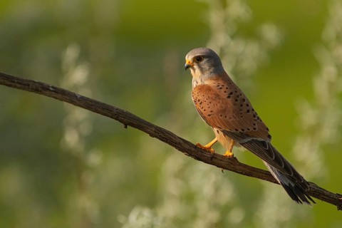 Common Kestrel (Falco tinnunculus) male perched on a branch, Subotica, Serbia