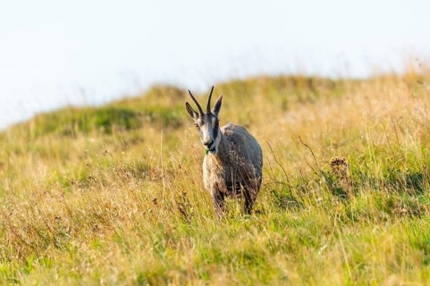 Chamois (Rupicapra rupicapra) on a meadow in the Vosges Mountains, wildlife, France