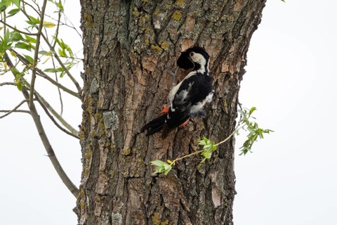 Syrian Woodpecker (Dendrocopos syriacus), peering into a hollow, Burgenland, Austria