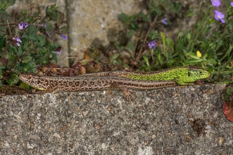 A pair of sand lizards (Lacerta agilis) left female, right male lying on a wall, surrounded by