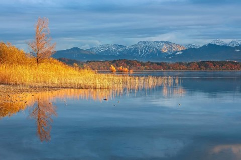 Untouched shore of Lake Chiemsee in autumn, reeds in the evening light, the Chiemgau Alps in the