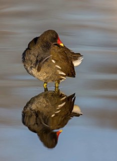 Moorhen, moorhen, moorhen, Gallinula chloropus, rail, rails, animals, birds, Rosensteinpark,