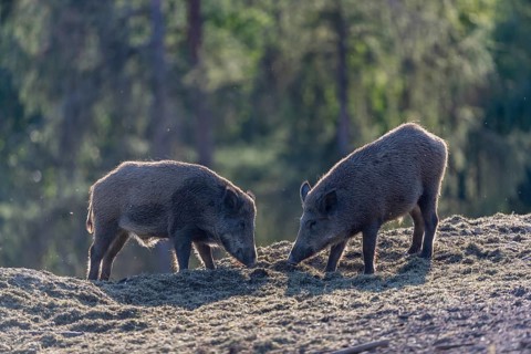 Two young wild boar or wild pig (Sus scrofa), play fighting on dusty soil with a green forest in
