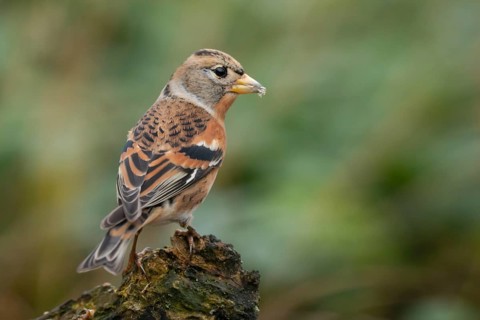 Brambling (Fringilla montifringilla) male, Lower Saxony, Germany