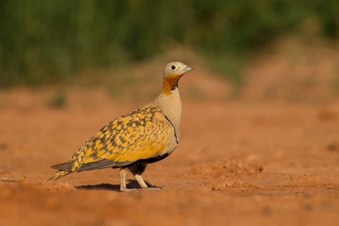 Black-bellied Sandgrouse (Pterocles orientalis) male, Saragossa, Spain