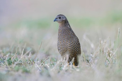 Brown Quail (Coturnix ypsilophora), Victoria, Australia