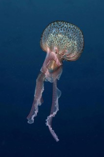 Mauve stinger (Pelagia noctiluca), in the Mediterranean Sea near Hyères. Dive site Giens Peninsula,