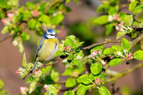 Blue tit, (Cyanistes caeruleus, Syn:Parus caeruleus), family of tits, perching site, Wadi Darbat,