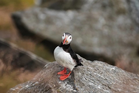 A charming puffin, Fratercula arctica, perched on a rocky Norwegian coastline, symbolizing the
