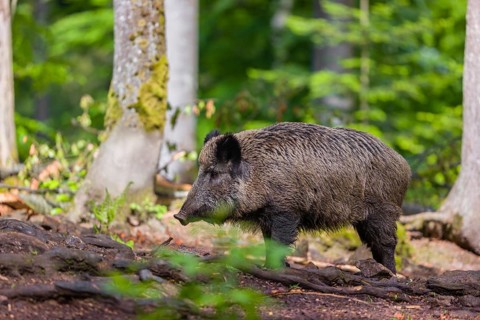 A wild boar (Sus scrofa) looks for food in a clearing