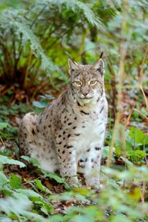 A lynx sits elegantly in the forest, surrounded by green plants and foliage, Eurasian lynx (Lynx