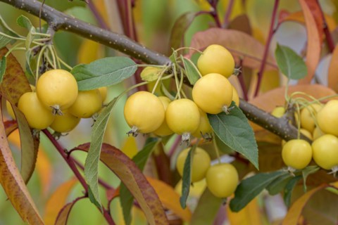 Ornamental apple (Malus 'Sachsengold'), Anchers Havecenter, Pillnitz, Saxony, Germany