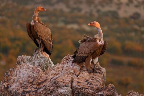 Griffon Vulture, Eurasian Griffon Vulture, Griffon Vulture, Eurasian Griffon, (Gyps fulvu), Vautour