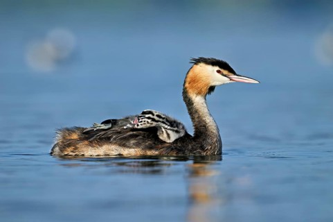 Great Crested Grebe (Podiceps Scalloped ribbonfish), with chicks in plumage swimming in the water,