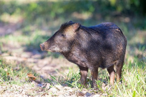 White-bearded peccary (Tayassu pecari) Pantanal Brazil