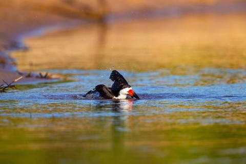 Black-mantled cranesbill (Rynchops nigra) Pantanal Brazil