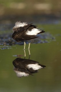 Green Sandpiper (Tringa ochropus), Castile-La Mancha, Spain