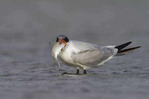 Caspian Tern (Hydroprogne caspia) foraging, Oman