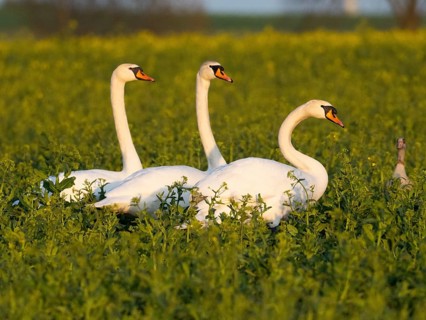 Mute Swans (Cygnus olor), three adult birds standing in rapeseed field, Hesse, Germany